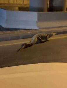 تمساح يتجول في شوارع السعودية ويثير الرعب