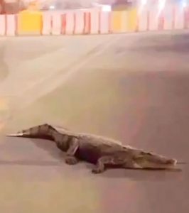 تمساح يتجول في شوارع السعودية ويثير الرعب